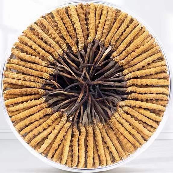 濮阳冬虫夏草回收